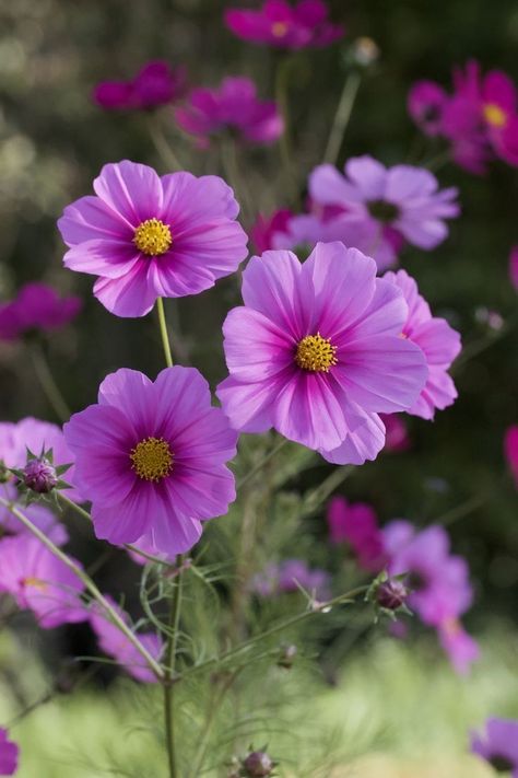 Purple Cosmos, October Birth Flowers, Flower Tattoo Ideas, October Flowers, Very Beautiful Flowers, Cosmos Flowers, Flowers Gif, Nothing But Flowers, Flower Landscape