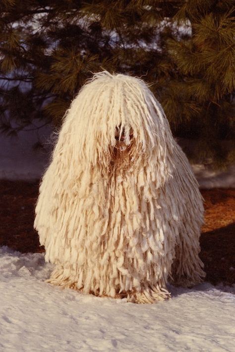 Have you ever seen a Puli, that adorable shaggy dog with the corded coat? There’s no mistaking the breed. That is until you see the Komondor! These equally corded dogs are not just giant Pulik (the Hungarian plural of Puli), they are a breed all their own. Although both the Puli and Komondor share Hungarian […] The post Komondor vs. Puli: How to Tell the Difference appeared first on American Kennel Club. Komondor Dog Puppies, Types Of Big Dogs, Rasta Dog, Hungarian Puli Dog, Hungarian Puli, Komondor Dog, Pumi Dog, Puli Dog, Funny Animal Pics