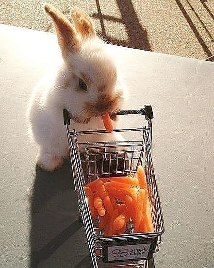 Rabbit Life, Adorable Bunnies, Mini Pigs, Roger Rabbit, Bunny Pictures, Bunny Lovers, Bunny Rabbits, Super Cute Animals