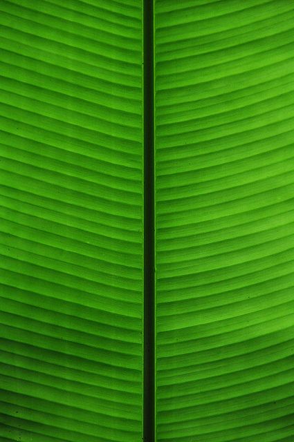 Banana Leaf Wallpaper Iphone, Banana Leaf Texture, Banana Leaf Graphic Design, Brazil Tropical, Banana Leaves Background, Banana Leaf Pattern, Banana Leaf Fabric Palm Print, Geometry In Nature, Banana Leaf Wallpaper