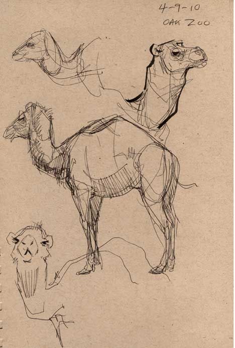 An Animal Sketch, Cool Animal Sketches, Zoo Animal Sketches, Animals Drawing Sketches, Animal Reference Drawing, Zoo Animals Drawing, Animal Drawing Reference, An Animal Drawing, Sketches Of Animals