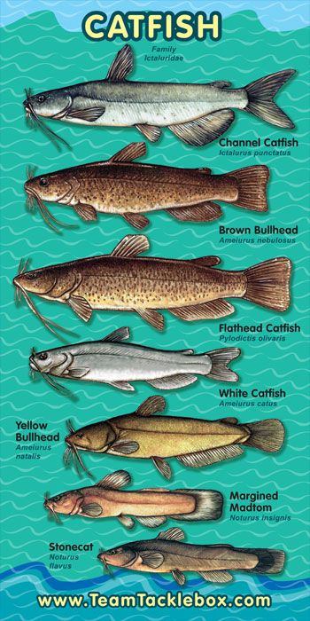 Fish Chart, Catfish Bait, Catfish Fishing, Fishing Techniques, Types Of Fish, Freshwater Fishing, Lake Fishing, Fishing Life, Gone Fishing