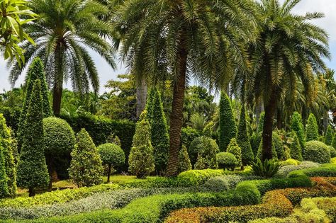 How to Landscape With Palm Trees in Jacksonville - Lawnstarter Palm Tree Landscaping, Landscape With Palm Trees, Livistona Chinensis, Potted Palm Trees, Foxtail Palm, Date Palm Tree, Palm Tree Images, Tree Landscaping, Canary Island Date Palm