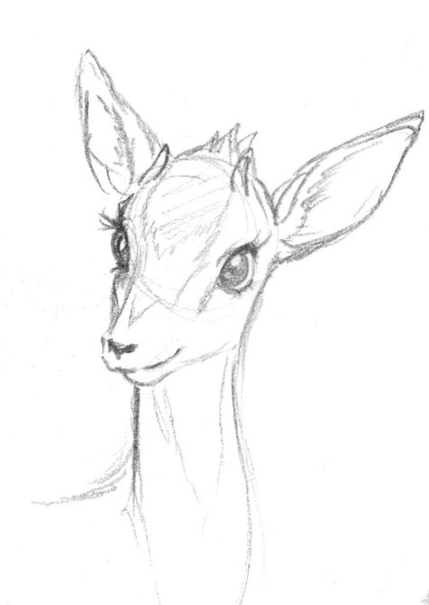 Fawn Drawing Sketches, Gazelle Sketch, Animals Sketches Pencil, Pencil Art Drawings Animals, How To Draw A Deer, Gazelle Drawing, Deer Art Drawing, Drawing A Deer, Easy To Draw Animals