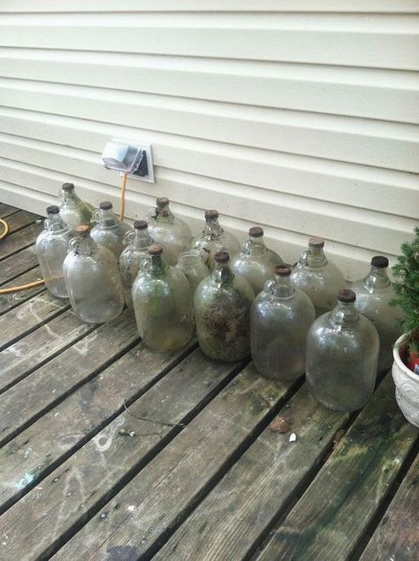 A few years ago a friend of mine asked me if I would be interested in some old, buried cider bottles from his family's old apple orchard. Of course I said yes!… Glass Jugs Crafts, Wine Jug Crafts, Vintage Soda Bottles, Blue Interiors, Garden Diy Ideas, Make A Lamp, Glass Jug, Bottle Lamp, Vintage Bottle