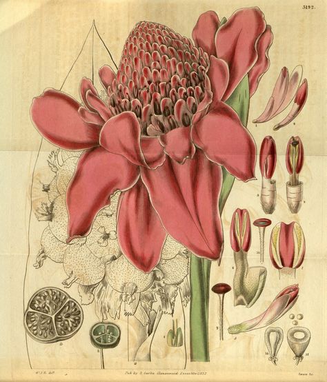 Ginger Torch Flower, Ginger Flower Illustration, Torch Ginger Flower Drawing, Bunga Kantan, Etlingera Elatior, Torch Ginger Flower, Torch Ginger, Ginger Flower, Illustration Tattoo