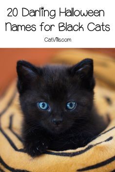 If you're searching for some great Halloween names for black cats, we've got a treat for you! Check out 20 great male & female Halloween kitten names! Halloween Names For Cats, Girl Cat Names, Unique Cat Names, Cute Cat Names, Halloween Names, Image Halloween, Kitten Names, Chat Halloween, Kitten Care