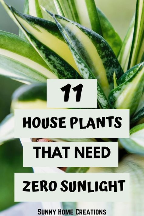 Inside House Plants, Best Plants For Bedroom, Low Light House Plants, Indoor Plants Low Light, Easy House Plants, Tattoo Plant, Tanaman Indoor, Household Plants, Plant Care Houseplant