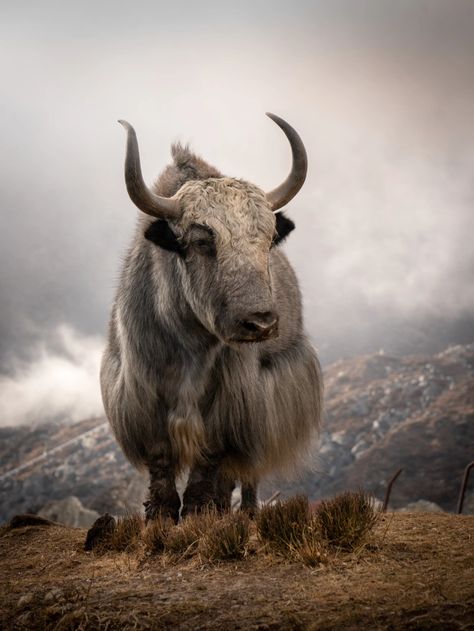 Yak Animal, Cat Races, Breeds Of Cows, Dog Cover, Animal Attack, Best Of British, Majestic Animals, Travel Party, Photography Awards