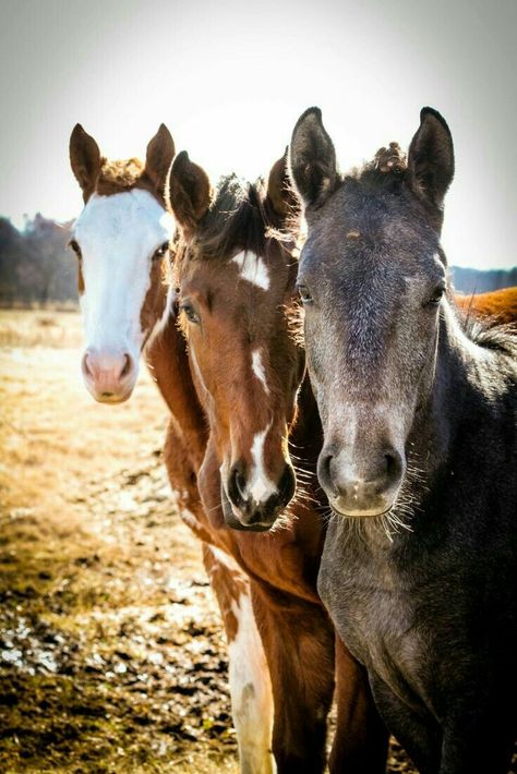 Nice Horses, Horses Photography, Three Horses, Clear Eyes, Baby Horses, All The Pretty Horses, Horse Crazy, Sonoran Desert, Cute Horses