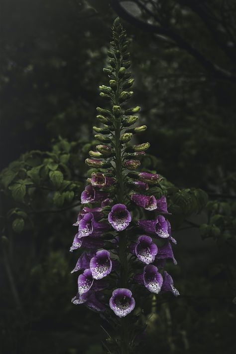 purple flower with green leaves photo – Free Image on Unsplash Plant Christmas Tree, Belladonna Flower, Thankful For Him, Deadly Plants, Poison Garden, Leaves Photo, Goth Garden, Poisonous Plants, Nature Spirits