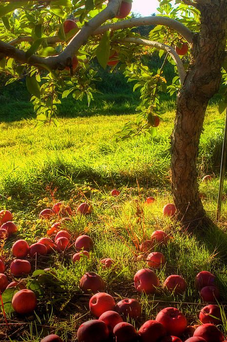 Fruit Trees, Apple Garden, Red Apples, Tree Photography, Apple Orchard, Down On The Farm, Autumn Beauty, Apple Tree, On The Ground