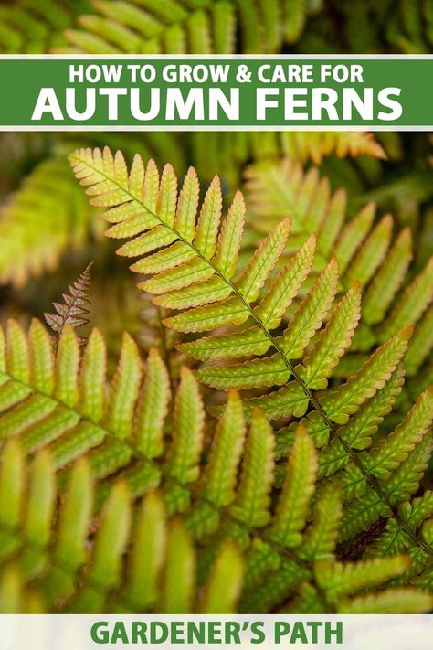 The autumn fern is a gorgeous planting with fronds that emerge with a coppery hue – a nice change from a typical fern’s color scheme. In this growing guide, we’ll show you just how to grow these plants. From propagation techniques to cultivation tips, no stone will be left unturned. #autumnfern #gardenerspath Ferns Care, Autumn Fern, Green Color Scheme, Ferns Garden, Woodland Plants, Green Color Schemes, Garden Girls, Woodland Garden, Bedding Plants