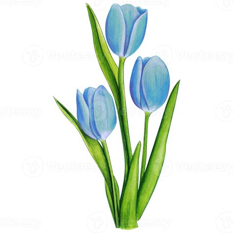 Blue Tulips Aesthetic Drawing, Simple Drawings With Color, Tulip Color Pencil Drawing, Blue Tulips Drawing, Cute Tulips Drawing, Tulips Drawing Sketch, Blue Tulips Painting, Colour Flower Drawing, Color Pencil Ideas