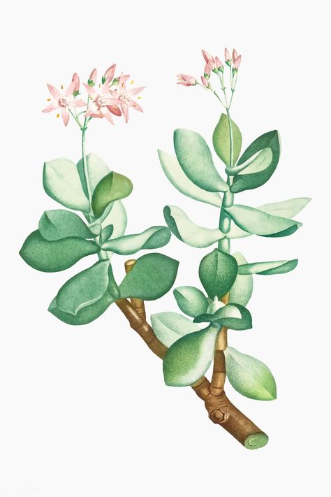 Vintage Crassula Portulacea vector | premium image by rawpixel.com Botanical Inspiration, Html Color Codes, Jade Flower, Vintage Cactus, Cactus Illustration, Crassula Ovata, Jade Plants, Botanical Illustrations, Class Gift