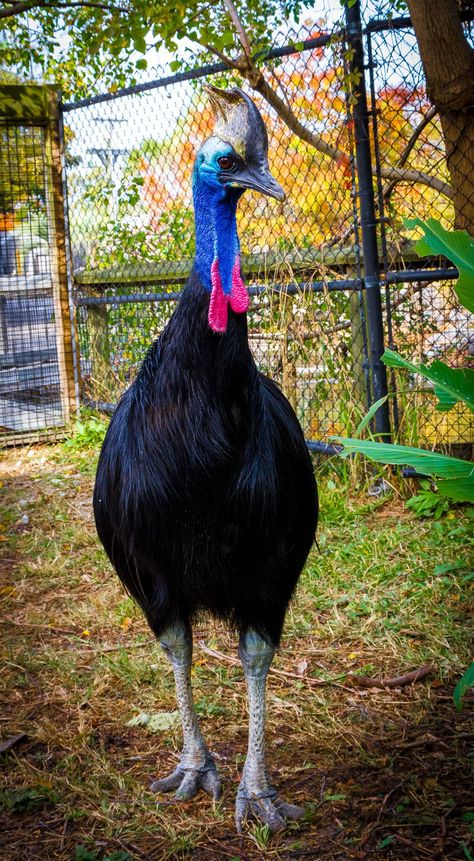 Cassowary at Alligator Adventure, North Myrtle Beach, South Carolina Cassowary Bird, Feather With Birds Tattoo, Tattoo Nature, Animals Tattoo, Bird Masks, Nature Wallpapers, Australian Birds, Unusual Animals, Bird Wallpaper