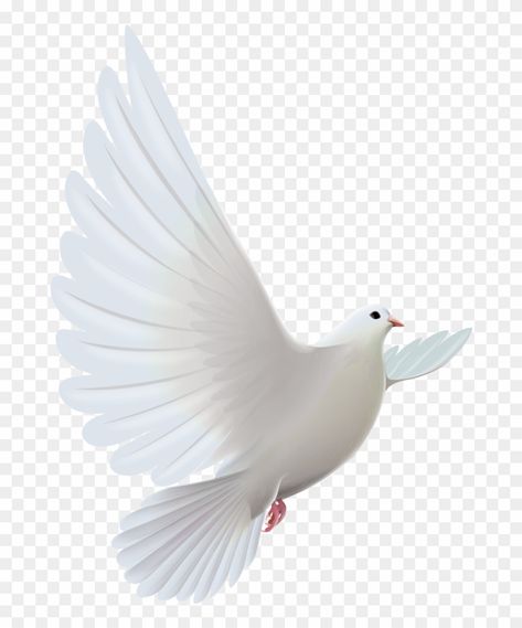 Dove Png Birds, Dove Pictures Birds, All Photo Png, Birds Background For Editing, Birds Png For Editing, Love Png Background, New Png Background, Flowers Png Hd, Dove Png