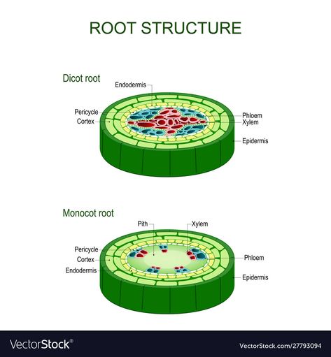 Root Diagram, Photosynthesis Activities, Plant Anatomy, Plant Lessons, Biology Plants, Science Infographics, Plant Physiology, Plant Pathology, Plant Notes