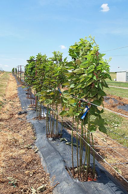 Rotating cross-arm trellis lowers blackberry costs - Fruit Growers News Blackberry Trellis, Blackberry Plants, Growing Blackberries, Plant Training, Trellis System, Year Of Growth, Research Station, Trellis Plants, Vegetable Garden Design