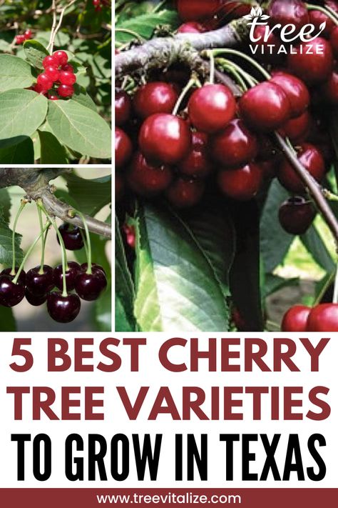 5 Best Cherry Tree Varieties to Grow in Texas Texas Orchard, Gardening In Texas, Cherry Fruit Tree, Growing Cherry Trees, Texas Trees, Black Cherry Tree, Espalier Fruit Trees, Planting Fruit Trees, Texas Garden