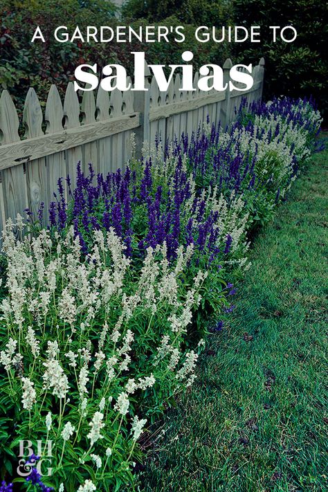 Salvias, also called sages, are easy to grow, bloom abundantly, and great looking in the landscape. Use this guide to find the best types of salvia for your garden. #gardening #gardenideas #gardentips #gardeningguide #gardenlandscaping #bhg Salvia Plants, Garden Wallpaper, Front Landscaping, Garden Types, Have Inspiration, Garden Yard Ideas, House Diy, Perennial Garden, Bed Ideas