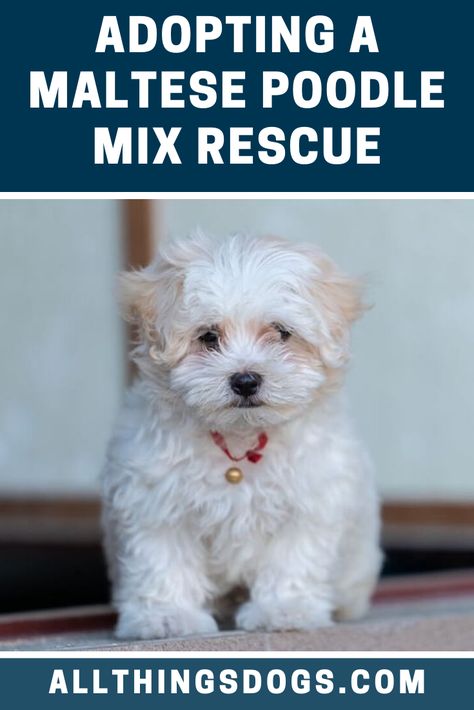 Maltese Poodle Puppies, Egret Orchid, Poodle Cross Breeds, Bichon Poodle Mix, Maltese Poodle Mix, Angel Faces, Miniature Dog Breeds, Cavachon Dog, Poodle Mix Breeds