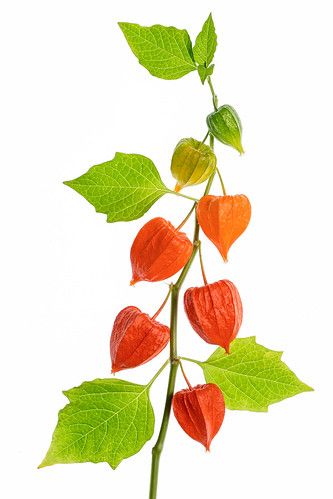 Lanterns | Mandy Disher | Flickr Chinese Lantern Plant, Lantern Plant, Chinese Lanterns Plant, Fall Lanterns, Flower Cottage, Chinese Lantern, Chinese Lanterns, Sketchbook Journaling, Pasta Flexible