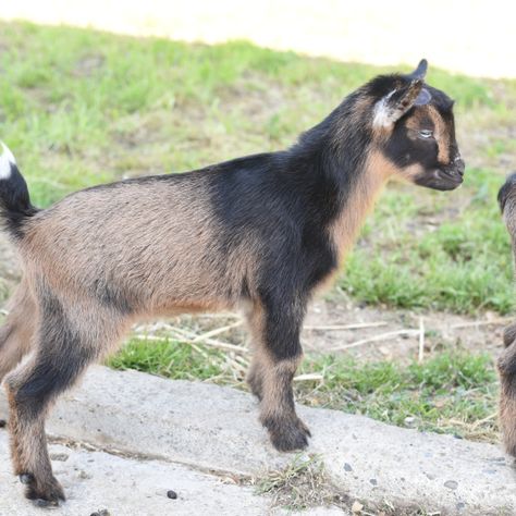 baby nigerian dwarf goat kid Goat Side View, Head Side View, Goat Life, Goat Head, Goat Kidding, Baby Goat, River Edge, Baby Goats, Dream Baby