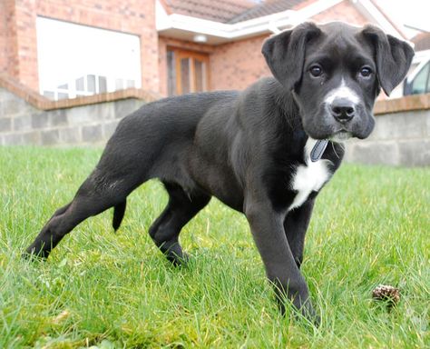 Boxador (Boxer-Lab Mix) Info, Temperament, Training, Puppies, Pictures Boxador Puppies, Boxer Mix Puppies, Family Dogs Breeds, Dog Crossbreeds, Labrador Mix, Dog German, Boxer Mix, Boxer Puppies, Popular Dog Breeds