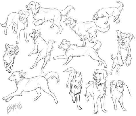 Dog Sketch Reference, Golden Retriever Drawing Tutorial, Dogs Playing Drawing, Dog Playing Drawing, Golden Retriever Reference, Dog Poses Drawing, Dog Running Drawing, Dog Poses Reference, Dog Reference Drawing