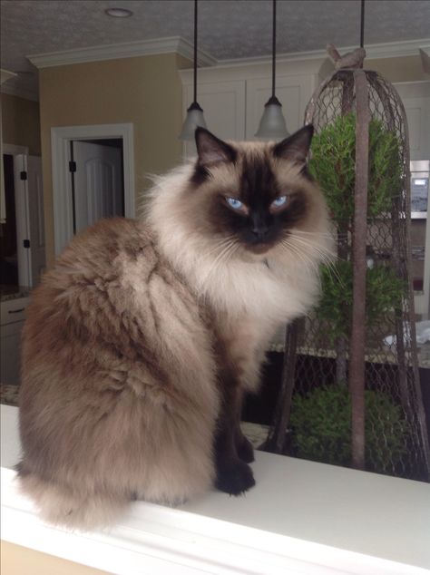 My Seal Point Ragdoll, Ryker Wendell of Kikiragdolls OH Seal Point Ragdoll, Birman Cat, Himalayan Cat, Dog Pets, Ragdoll Kitten, Gorgeous Cats, Fluffy Cat, Domestic Cat, Ragdoll Cat