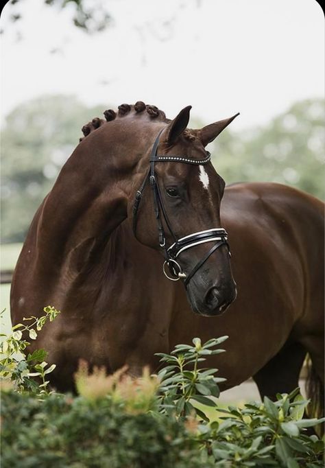 Dressage Aesthetic, Kwpn Horse, Irish Sport Horse, Horse Riding Aesthetic, Chestnut Mare, Warmblood Horses, Beautiful Horse Pictures, Hanoverian, Horse Inspiration