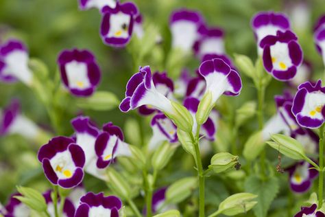 Nemesia Flowers, Wishbone Flower, Garden Annuals, Shade Annuals, Alyssum Flowers, Licorice Plant, Larkspur Flower, Fragrant Garden, Backyard Flowers