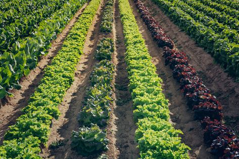 Wide rows help you grow more food and take full advantage of limited vegetable garden space. Find some options and ideas for laying them out. Garden Rows, Row Gardening, Garden Layout Vegetable, Vegetable Farming, Farm Layout, Garden Design Layout, Garden Wallpaper, Market Garden, Better Homes And Garden