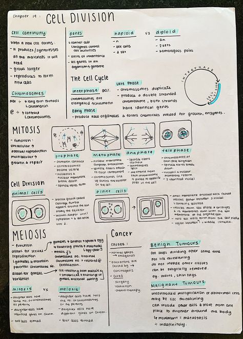 Cell In Biology, Biology College Notes, Biology Notes Cell Division, Cell And Molecular Biology Notes, Biology Vocabulary Notes, Cell Communication Biology Notes, Genetics Aesthetic Notes, Biology Revision Gcse Mitosis, Meiosis Notes Aesthetic