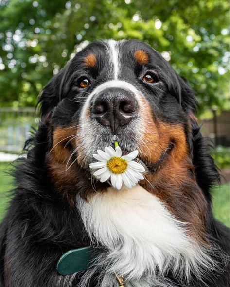 Cute rescue Bernese mountaind dog holding a daisy. Dog photography Bernese Mountain Dog Photography, Really Cute Dogs, Bernese Mountain, Bernese Mountain Dog, Mountain Dogs, Cute Dogs And Puppies, Dog Photography, Cat Portraits, Bald Eagle