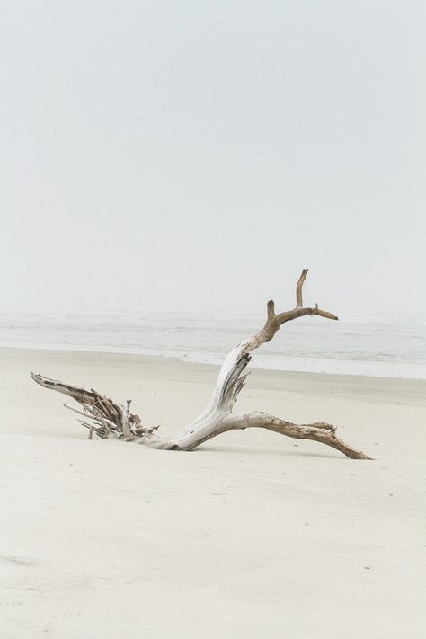 Cottages By The Sea, Driftwood Beach, Cottage By The Sea, Tybee Island, Black Sand Beach, Jolie Photo, Pics Art, Beach Cottages, White Aesthetic