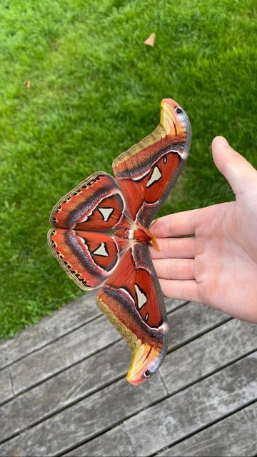 Attacus Atlas, Beautiful Butterfly Images, Butterfly Symbolism, Butterfly Feeders, Diy Paper Butterfly, Colorful Moths, Cute Moth, Atlas Moth, Butterfly Tutorial