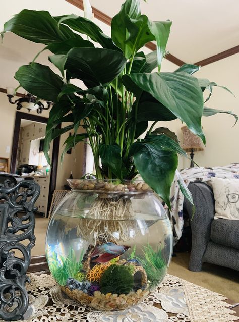 Peace Lily Fish Bowl, Beta Fish Bowl Ideas Plants, Plant With Beta Fish, Beta Bowl With Plant, Peace Lily Beta Fish Vase, Peace Lily Fish Tank, Beta Fish Plant Tank, Peace Lily Aquarium, Fish Bowl Planter Ideas