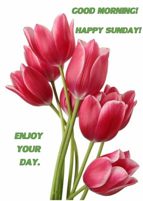 GOOD MORNING! HAPPY SUNDAY! #goodmorning #happysunday #good #morning #morningpost #happy #sunday #memes #meme #gm #gmw #sundaymorning #quotes #quote Happysunday Happy Sunday, Birches Painting, Flower Tulip, Very Beautiful Flowers, Colourful Wallpaper Iphone, Christmas Bouquet, Good Morning Flowers Pictures, Bouquet Of Flowers, Good Morning Flowers