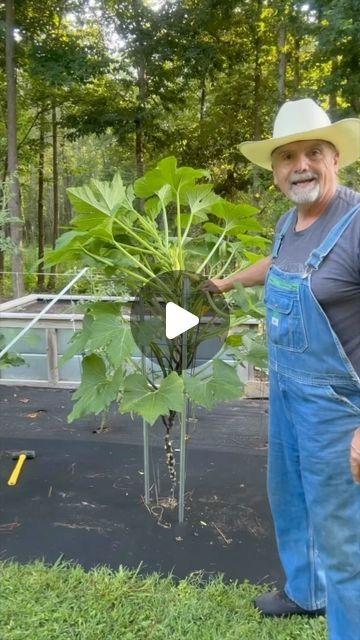 47K views · 2.5K likes | PawPaw Ridge Homestead on Instagram: "When the tree squash gets too tall! #garden #gardening #gardentips #homestead #homesteading #homesteadlife #farm #farming #farmlife #foodie #farmtotable #permaculture #vegetables #treesquash #squash #squashborer" Squash Trellis, Growing Squash, Gardening Inside, Yellow Zucchini, Hobby Farming, Get Taller, Homestead Ideas, Tomato Cages, Future Garden