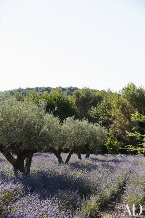 Frédéric Fekkai’s Gorgeous Vacation Home in the South of France Photos | Architectural Digest Lavender Backdrop, Olive Orchard, Olive Farm, Provence Garden, Olive Grove, Lavender Field, Mediterranean Garden, France Photos, Olive Trees