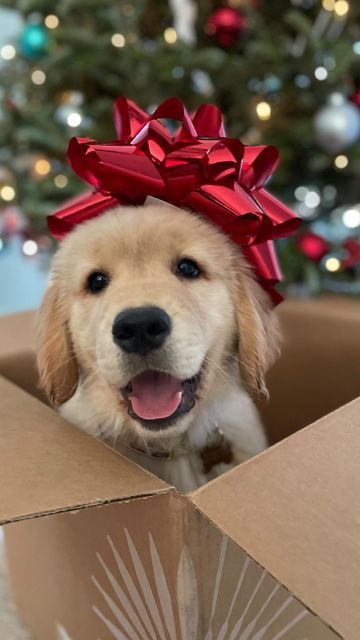 Golden Retriever For Christmas, Christmas Puppies Pictures, Golden Retriever Puppy Christmas, Christmas Pet Photos, Dog Christmas Photos, Dog Christmas Pictures, Christmas Pets, Dream Birthday, Preppy Dog