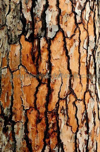 Painting by nature Foto Macro, Tree Bark Texture, Bark Texture, Picture Tree, Tree Textures, Texture Inspiration, Texture Photography, Trendy Tree, Tree Bark