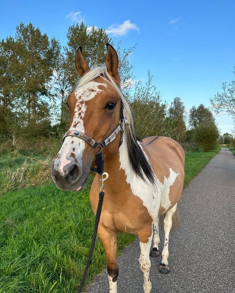 Horses Funny, Arte Cowboy, Horsey Life, Horse Riding Aesthetic, Funny Horse Pictures, Cute Horse Pictures, Rasy Koni, Icelandic Horses, Beautiful Horse Pictures