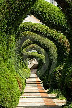 6 Unique Hedge Design Ideas - JimsMowing.com.au #topiarygarden #topiarygardenideas #formaltopiarygarden Topiary Garden, Formal Gardens, Gorgeous Gardens, Garden Paths, Dream Garden, Hedges, Amazing Gardens, Organic Gardening, Landscape Architecture