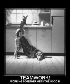 Funny Inspirational Quotes For Workplace by @quotesgram Teamwork Funny, Inspirational Teamwork Quotes, Mate Quotes, Team Motivational Quotes, Work Signs, Workplace Quotes, Team Building Quotes, Funny Motivational Quotes, Teamwork Quotes