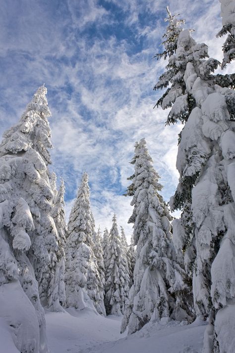 background, bare, beautiful, beauty, blue, branch, calm, christmas, climate, cloud, cold, environment, fir, flora, forest, freeze, fresh, frost, highlands, hill, hoar, hoarfrost, ice, landscape, light, mountain, nature, outdoor, park, path, pine, rime, scene, season, silence, sky, snow, snowy, spruce, travel, tree, weather, white, winter, wood Ice Landscape, Calm Christmas, Canada Snow, Travel Tree, Snow Forest, Outdoor Park, Snow Tree, Forest Background, Snowy Trees