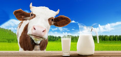 Buy Farm fresh raw milk, buy raw milk online, cow milk delivery, farm fresh milk store Organic Milk Packaging, Gado Leiteiro, Cows Milk Allergy, Milk Store, Rh Negative, The Milkman, Milk Delivery, Farm Fresh Milk, Milk Allergy