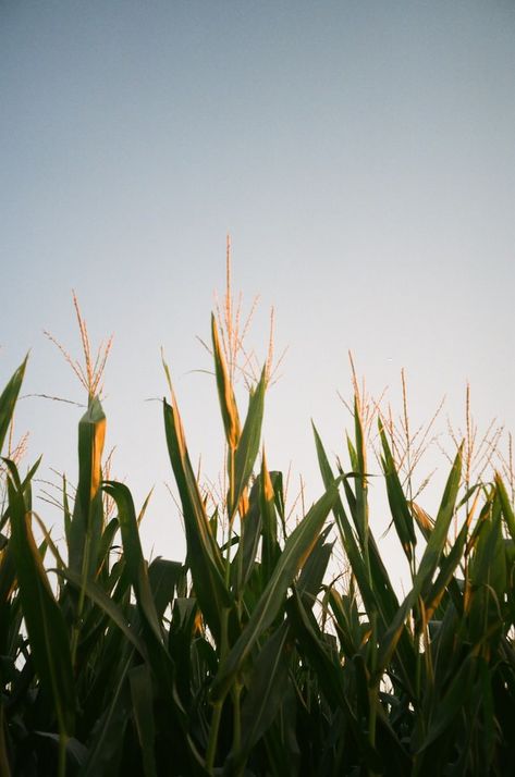 Green Wheat Field, Field Corn, Sunset Field, Green Wheat, Corn Field, Wheat Field, Wheat Fields, Green Grass, Painting Tips